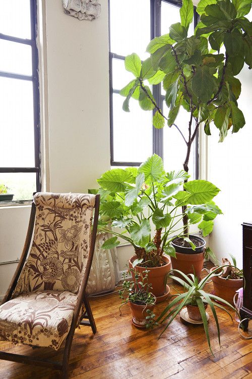 Fiddle Leaf Fig Fiddle Leaf Fig