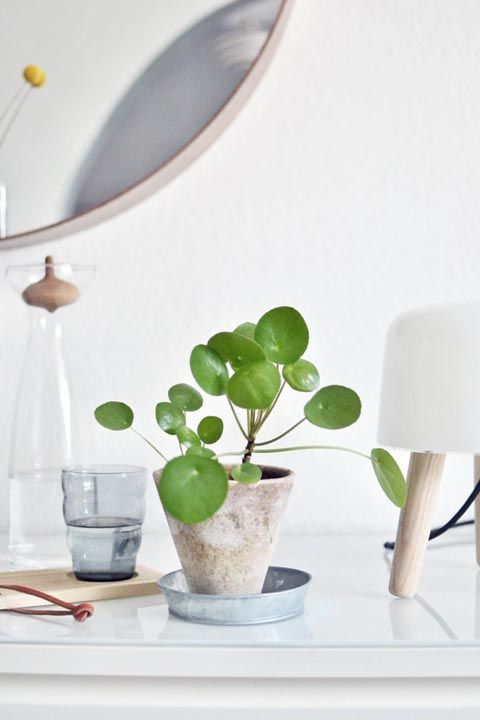 Chinese Money Plants Chinese Money Plants