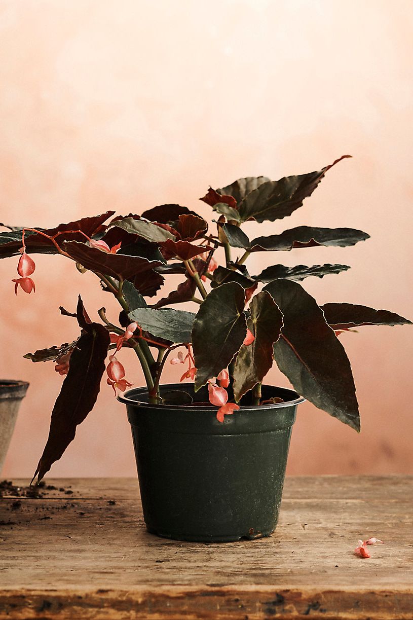 Indoor plant pot indoor plant pot