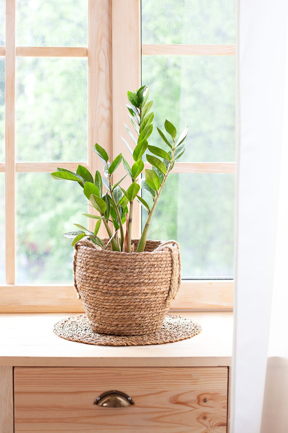concept of home gardening. Zamioculcas in flowerpot on windowsill. Home plants on the windowsill. Green Home plants in a pot on windowsill at home. Hygge. Boho. Rustic. Scandinavian. space for text zz