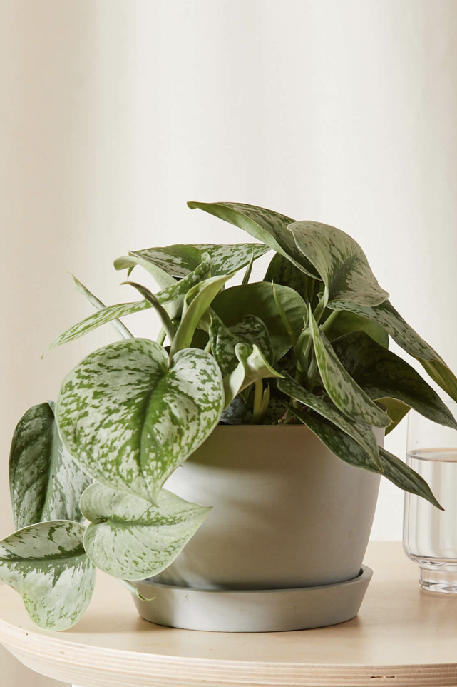 pothos plant in a silver pot pothos plant in a silver pot