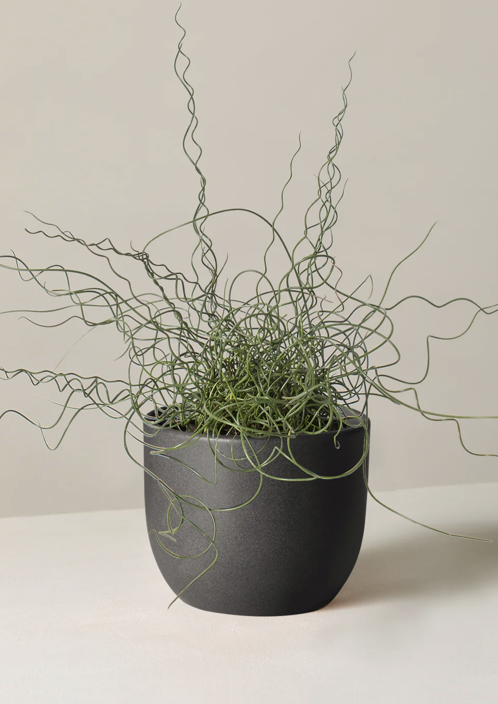 indoor plants indoor plants