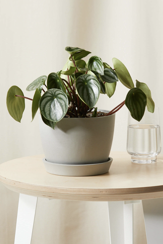 Watermelon Peperomia watermelon peperomia