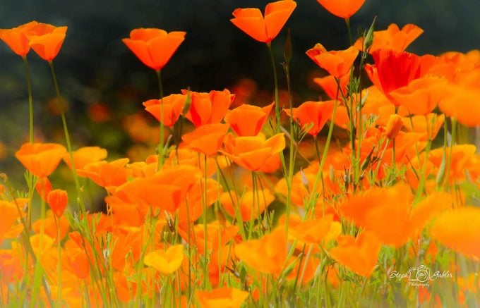 california poppies