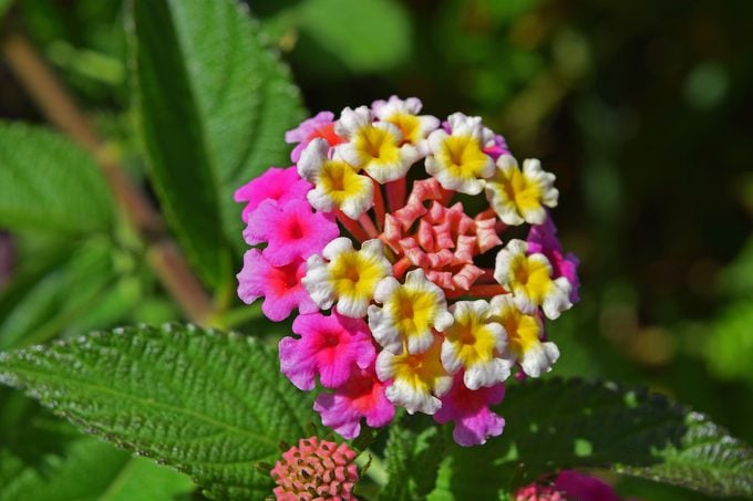 Top 15 Drought Tolerant Plants That Can Handle Dry Weather Top 15 Drought Tolerant Plants That Can Handle Dry Weather