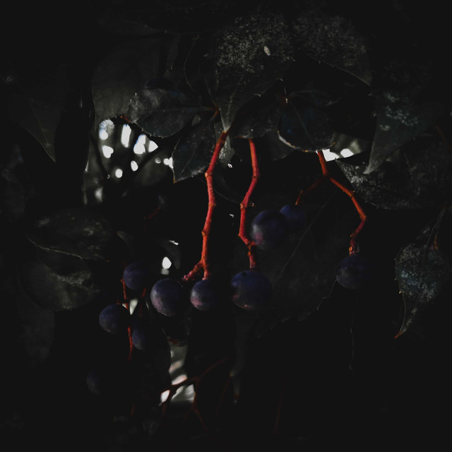 Live With Nature and Still Get the Comforts of Modern Amenities at Yishun Sapphire