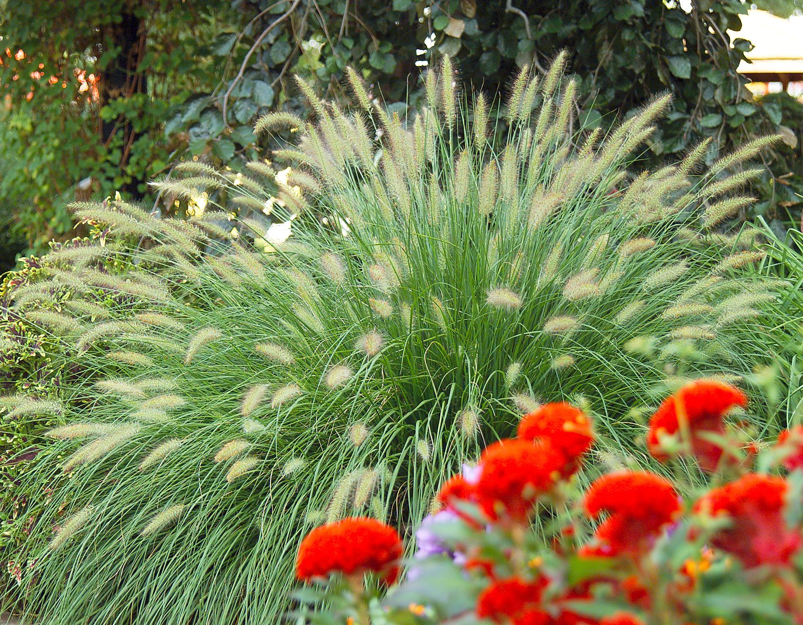 How to Care for Ornamental Grasses Through the Seasons