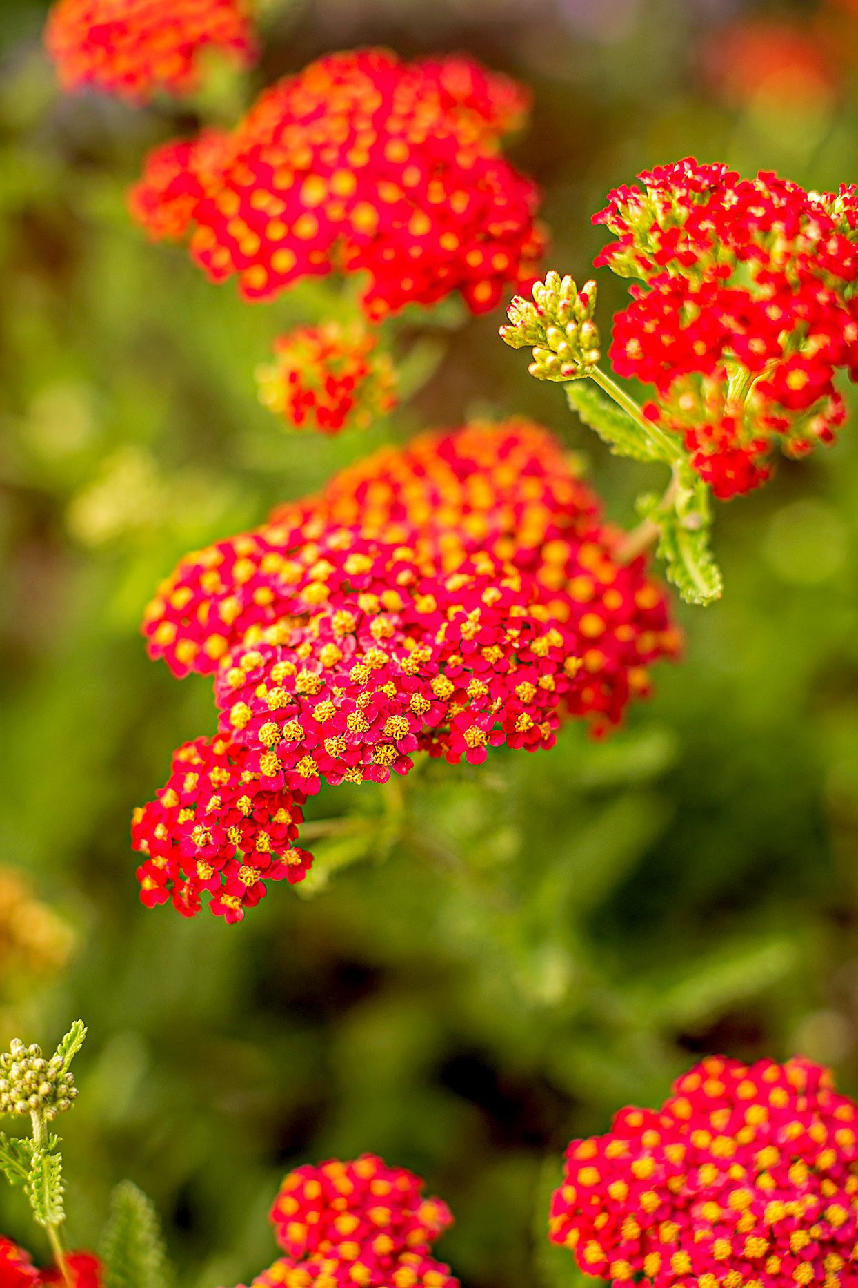 14 Drought-Tolerant Perennials That Can Survive Tough Summers