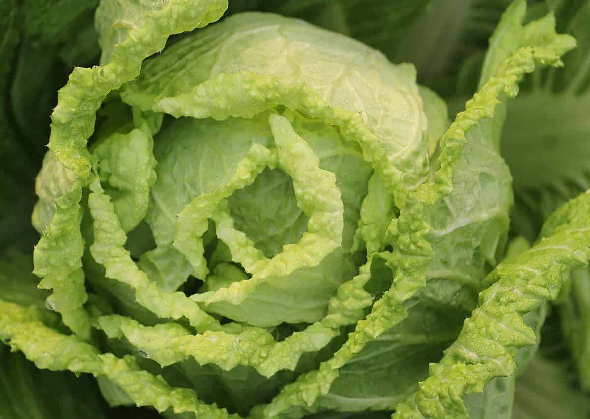 What to Plant in Your Costa Rica Garden in November :